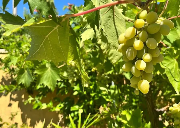 In Privlaka, Croatia